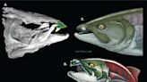 These giant, prehistoric salmon had tusk-like teeth
