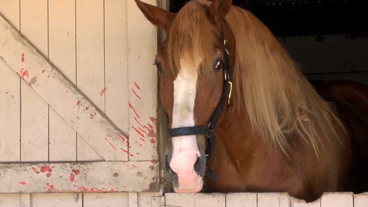 Equine-assisted learning program finds new home in Salinas