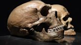 What's the difference between Neanderthals and Homo sapiens?