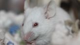 Research team creates mice that better reflect human genetic variation