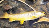 Pennsylvania Fish and Boat commissioners add 20 new wild trout streams - Outdoor News