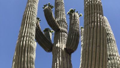 This Arizona cactus is getting noticed for its odd shape. Meet the 'kissing cactus'