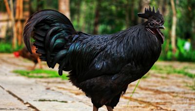 Hilarious chicken has ulterior motive when she "protects" kitties' food from the house dog (video)