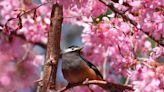 泡湯賞櫻看水鳥 國家公園邀暢遊7天連假