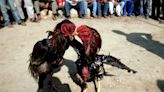 Puducherry’s Cockfighting Competition Blends Culture And Tradition - News18