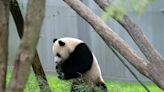 China y Estados Unidos reanudan la diplomacia del panda con el envío de dos osos a Washington - La Tercera