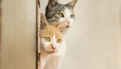 Pair of House Cats Jump the Barrier Keeping Them From Loving on New Foster Kittens