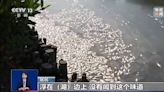 海南紅城湖8噸海水魚一夜暴斃 官方透露死因竟與下雨有關