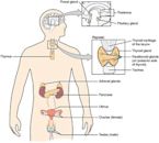 Endocrine gland