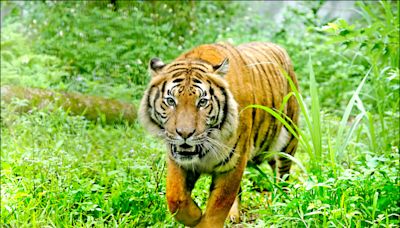 全球僅剩200隻 北市動物園 「馬來虎」亮相