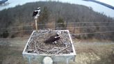 Nesting boxes installed to protect osprey