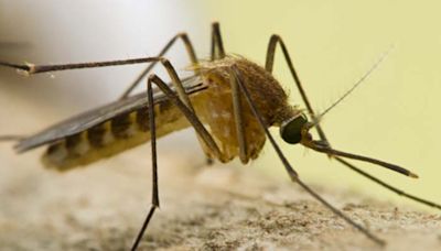 Southern Nevada Health District announces detection of first West Nile virus-positive mosquitos in Clark County