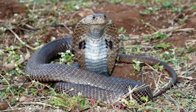 Researchers discover new antidote for cobra bites