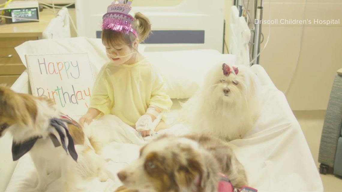 Paws for Patients program brings smiles to Driscoll Children's Hospital