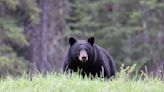 Dead black bear in large plastic bag found in Arlington Co. - WTOP News