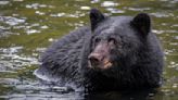 California Heat Wave Leads Bear to Cool Off in Backyard Pool