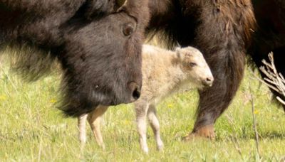 Why the rare white buffalo calf is both a celebration and a warning for Indigenous tribes