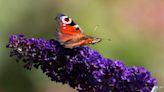 Public urged to count butterflies amid climate crisis threat