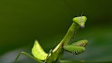 Praying mantises set to swarm Britain