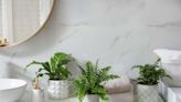 35 Types of Fern to Freshen Up Your Home or Garden