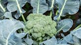 How to Harvest Broccoli to Get the Most From Your Plant