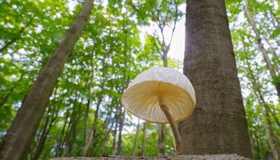 Britain hit by killer mushroom an invasion as people poisoned and hospitalised