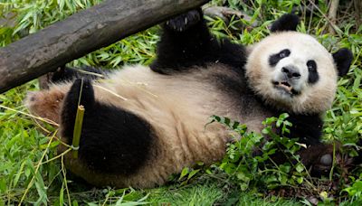 Giant pandas from China acclimate to new home at San Diego Zoo