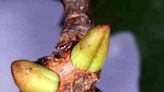 Eastern horned gall wasp may be culprit in laurel oak's decline