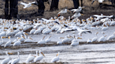 What's next for this upper Mississippi River ecological oasis?