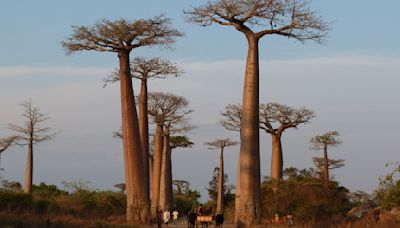Scientists reveal mysterious origin of Baobab trees, Rafiki's home in 'The Lion King' : Short Wave