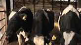 Federal order requires testing, reporting of avian flu in some dairy cattle