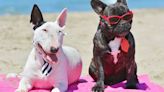 ¿Qué playas admiten perros este verano en España?