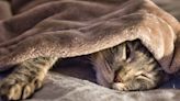 Adopted senior cat who loves being wrapped up like a baby delights internet