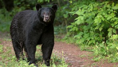 What to Do if You Encounter a Bear: Experts' Life-Saving Tips