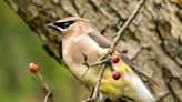 No bird feeder needed! Welcome birds to your yard with these plants