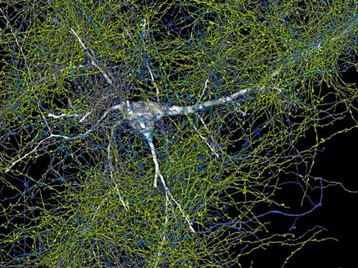 Google and Harvard unveil most detailed ever map of human brain