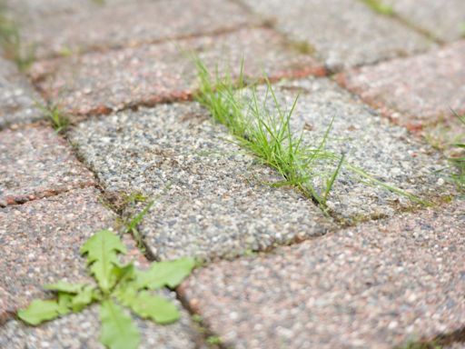 I'm a paving pro and you must stop using salt on weeds - try a 65p Tesco buy