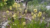 The Leavenworth Pollinator Garden is growing