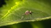 La sequía y el aumento de la prevención reducen la plaga del mosquito tigre en Barcelona