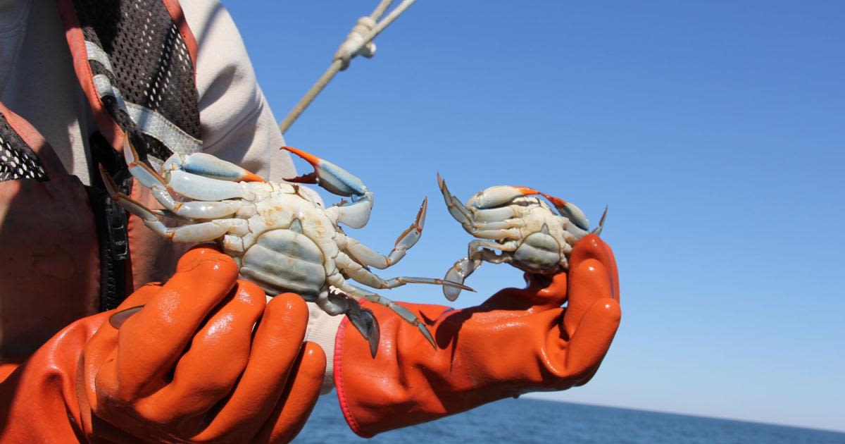 After 15 years, a pause to help boost crab numbers ends