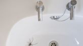 17 Simple Ways to Keep Spiders Away from Your Home Naturally