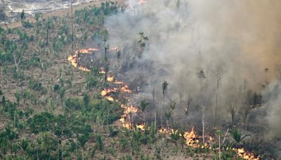 From Bolivia to Indonesia, deforestation continues apace