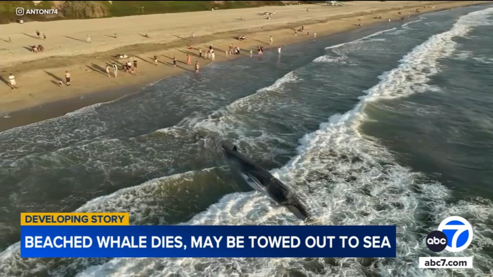 Juvenile whale dies after washing up on Torrance Beach