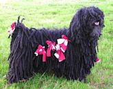 Puli dog