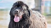 Undeniable Attraction Between Newfoundlands and Any Source of Water Is Fascinating