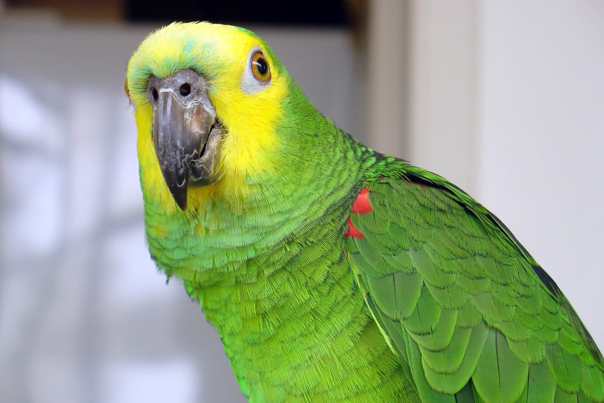 Amazon Parrot Sings His Favorite Song at 3AM Like the Total Boss He Is