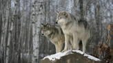 Wildlife Commission mulls 'nighttime aids' for use against wolves