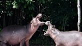 Colombia wants to deport 70 hippos from a group that once belonged to drug lord Pablo Escobar because they won’t stop breeding