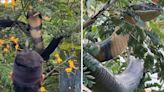 Watch: Karnataka family finds 12-foot king cobra in garden, panic ensues