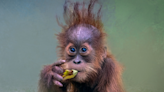 Zoo Atlanta’s Video of ‘Baby Orangutan Chomps’ Is Simply Irresistible